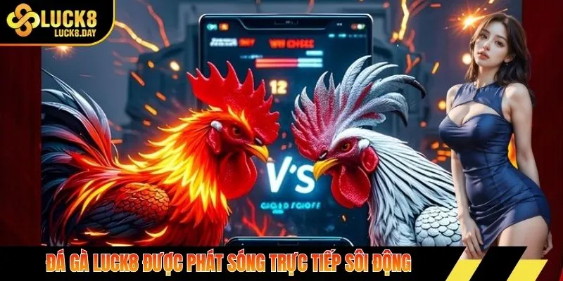 Đá gà Luck8 được phát sóng trực tiếp sôi động