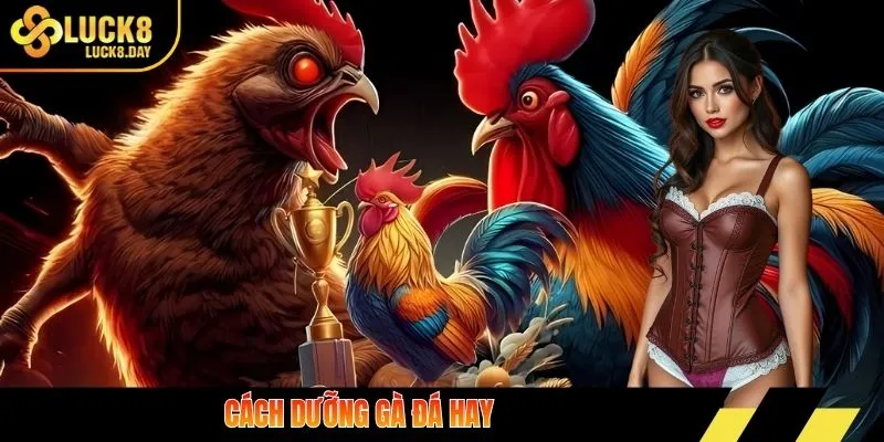 Cách dưỡng gà đá hay